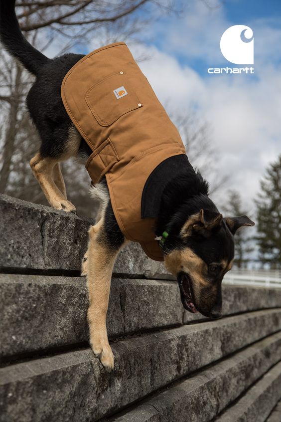 FIRM DUCK INSULATED DOG CHORE COAT