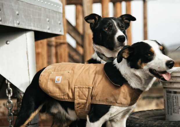 FIRM DUCK INSULATED DOG CHORE COAT